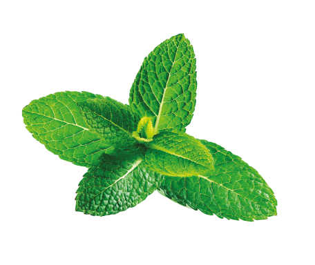 menta