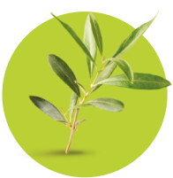 olivo